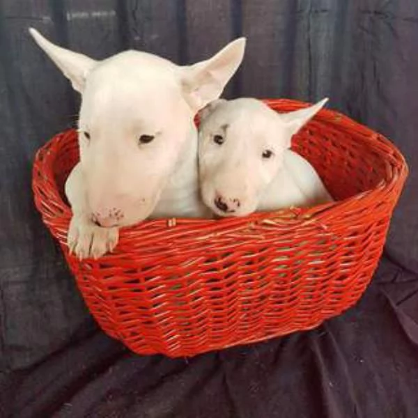 Regalo Bellissimi Cuccioli DI BULL TERRIER