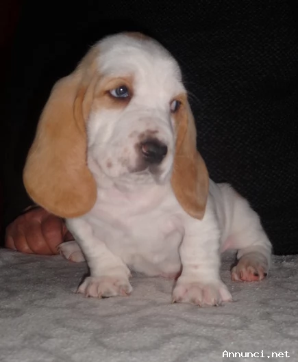 Meravigliosi Cuccioli di Bassethound