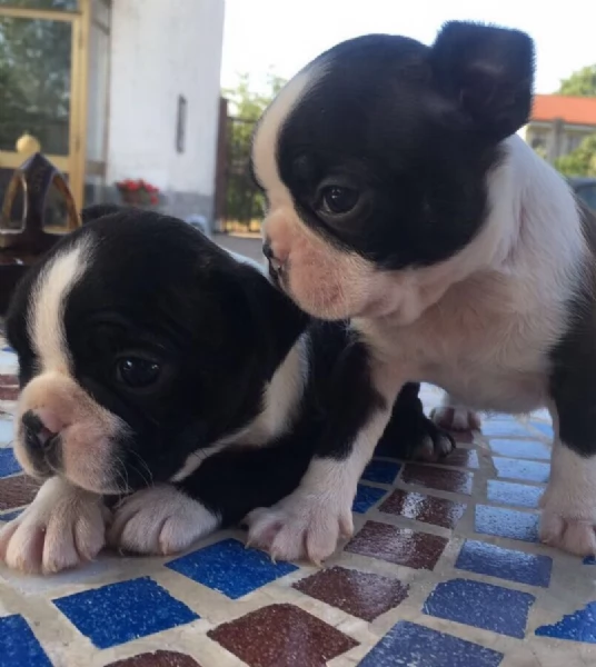 Vendita cucciolo cuccioli di boston terrier 