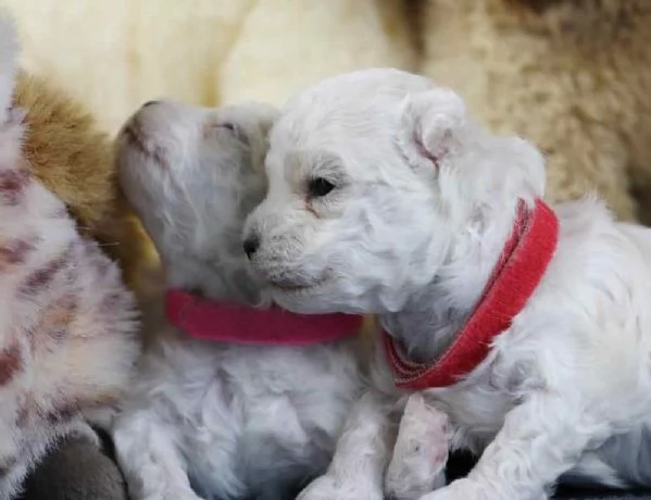 BOLOGNESE cuccioli da compagnia