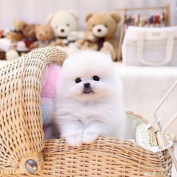 POMERANIA CUCCIOLI MASCHIO E FEMMINA