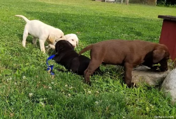 Disponibili cuccioli di labrador retriever