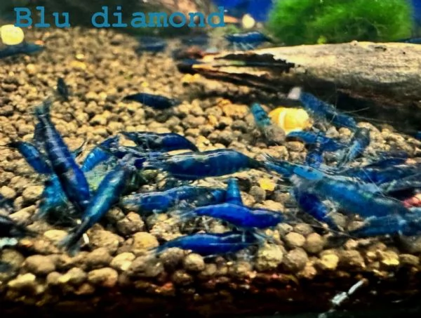 Neocaridine selezionate adulte | Foto 6