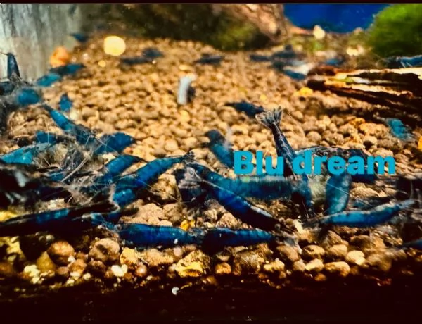 Neocaridine selezionate adulte | Foto 0