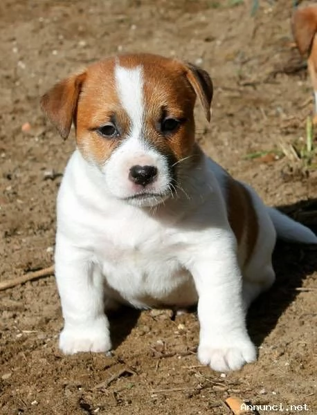JACK RUSSELL CUCCIOLI 