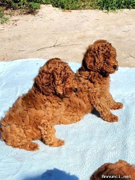Cuccioli di barboncino di razza pura