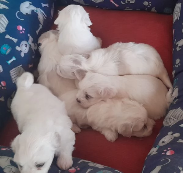 Cuccioli maltese 