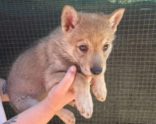 Lupo cecoslovacco  | Foto 4