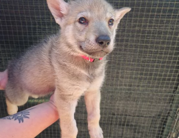 Lupo cecoslovacco  | Foto 2