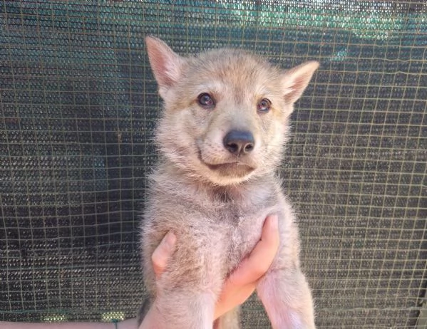 Lupo cecoslovacco  | Foto 1