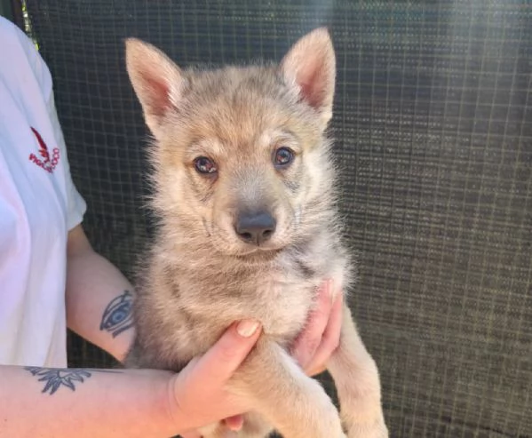 Lupo cecoslovacco  | Foto 0