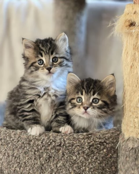 Rozkon kotka hledaj milujc domov 