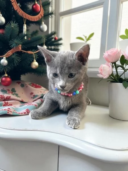 Gattini adorabili e coccolosi  Pronti per essere adottati oggi stesso