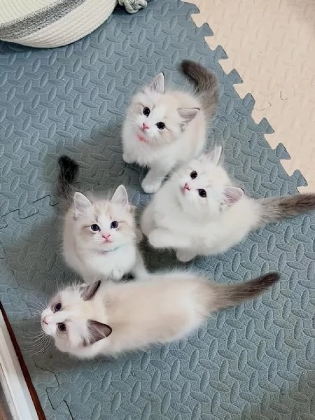 Gattini adorabili disponibili per ladozione 