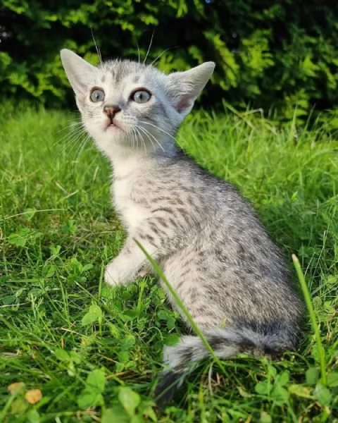 Gattini giocherelloni  Prenota il tuo ora