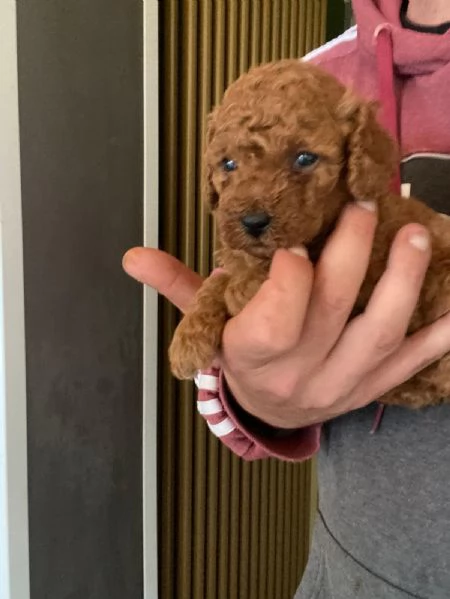 Barboncino toy | Foto 5