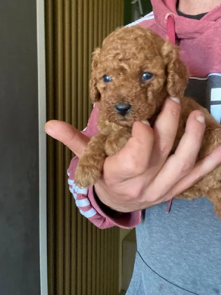 Barboncino toy | Foto 4