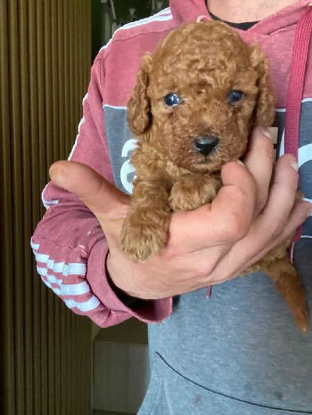 Barboncino toy | Foto 3