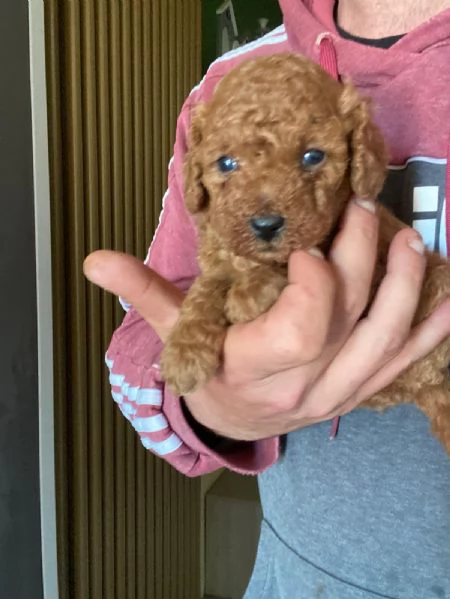 Barboncino toy | Foto 2