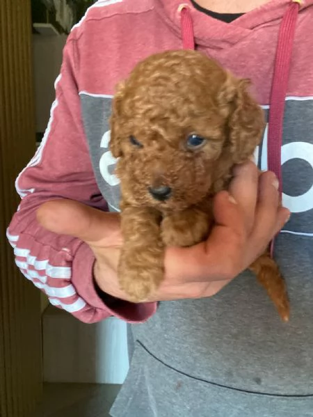 Barboncino toy | Foto 1