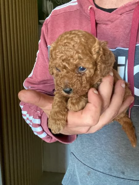 Barboncino toy | Foto 0