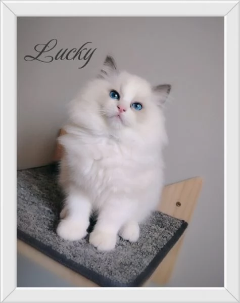 Meravigliosi cuccioli Ragdoll con pedigree