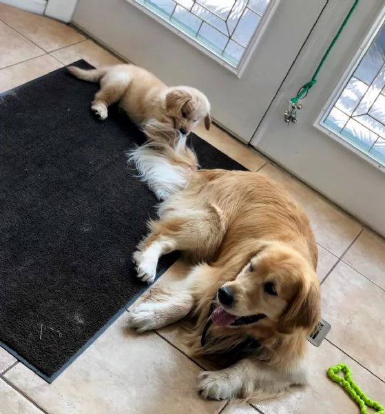 cucciolo di Golden Retriever