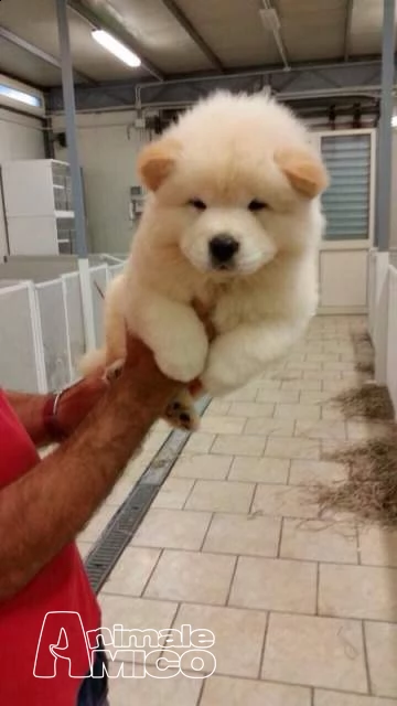 chow chow bianco