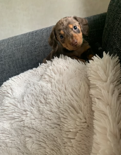 dolcissimi e meravigliosi Bassotto per adozione | Foto 2