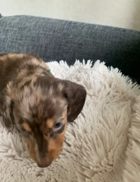 dolcissimi e meravigliosi Bassotto per adozione