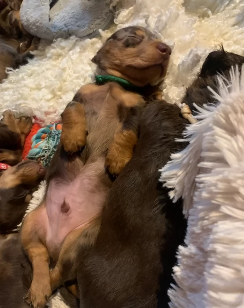 dolcissimi e meravigliosi Bassotto per adozione | Foto 0