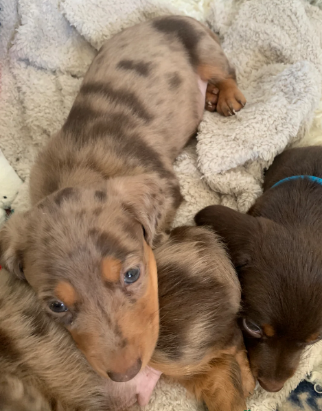 dolcissimi e meravigliosi Bassotto per adozione | Foto 2