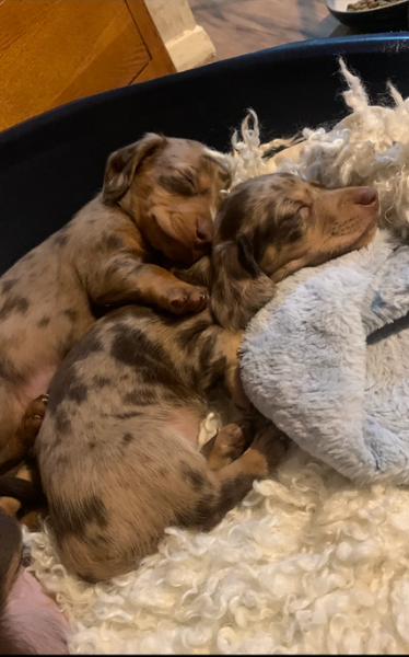 dolcissimi e meravigliosi Bassotto per adozione | Foto 1