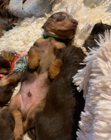 dolcissimi e meravigliosi Bassotto per adozione