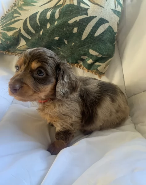 dolcissimi e meravigliosi Bassotto per adozione | Foto 1