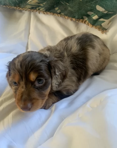 dolcissimi e meravigliosi Bassotto per adozione | Foto 0