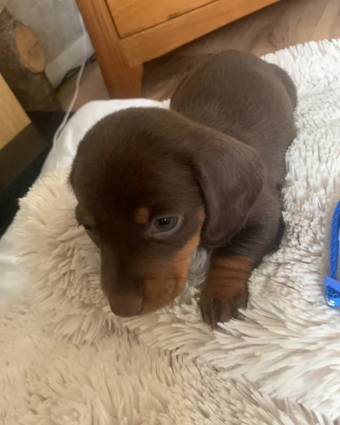 dolcissimi e meravigliosi Bassotto per adozione | Foto 2