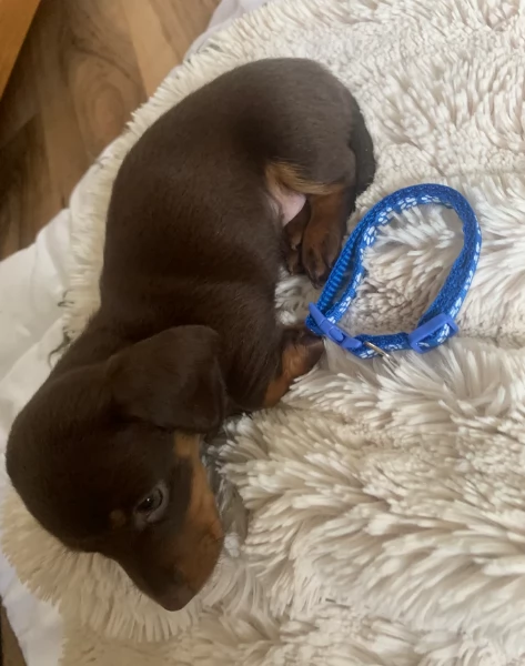 dolcissimi e meravigliosi Bassotto per adozione | Foto 1