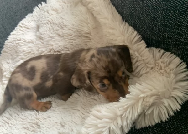 dolcissimi e meravigliosi Bassotto per adozione