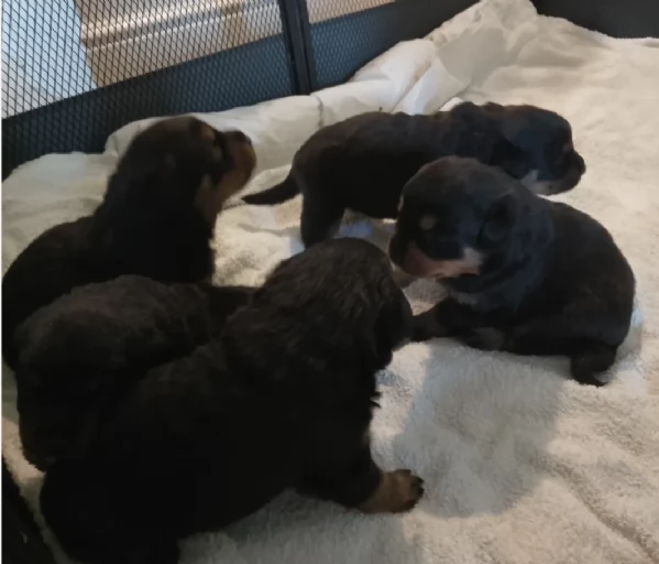 Splendidi Cuccioli di Rottweiler per adozione con Prima e Seconda Sverminazione