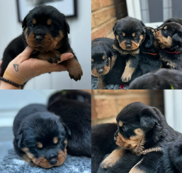Splendidi Cuccioli di Rottweiler per adozione con Prima e Seconda Sverminazione