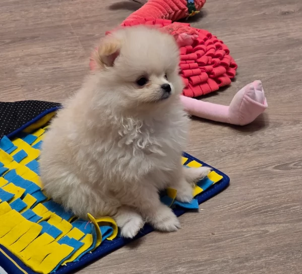 dolcissima pomeranian maschio e femmina per ladozione | Foto 5