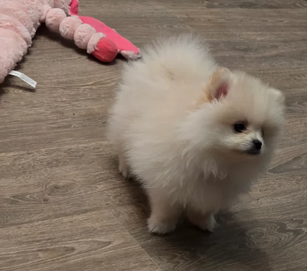 dolcissima pomeranian maschio e femmina per ladozione | Foto 4