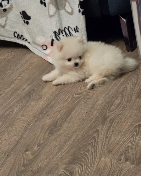 dolcissima pomeranian maschio e femmina per ladozione