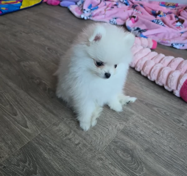 dolcissima pomeranian maschio e femmina per ladozione | Foto 0