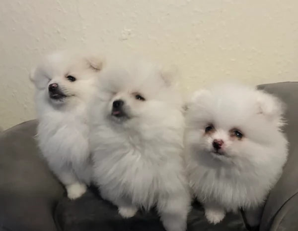 dolcissima pomeranian maschio e femmina per ladozione | Foto 1