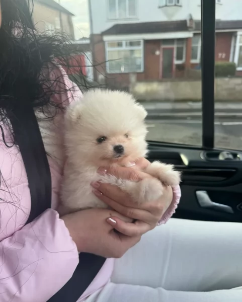 dolcissima pomeranian maschio e femmina per ladozione | Foto 2