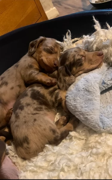 dolcissimi e meravigliosi Bassotto per adozione | Foto 3