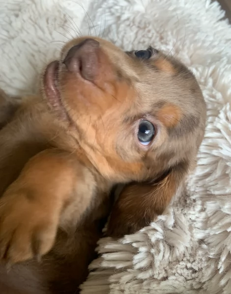 dolcissimi e meravigliosi Bassotto per adozione