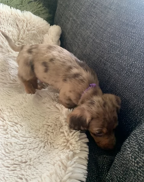 dolcissimi e meravigliosi Bassotto per adozione | Foto 1